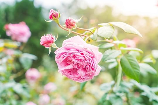 Peony