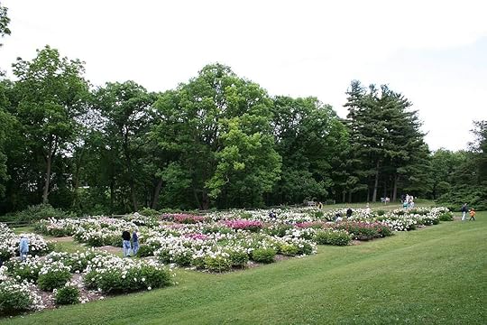 Nichols Arboretum Peony Festival.