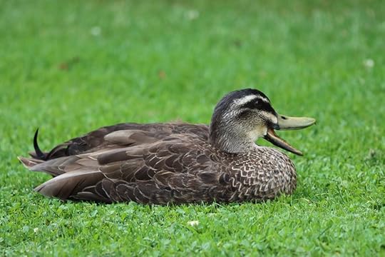 Philippa Moore This Week Laughing Duck