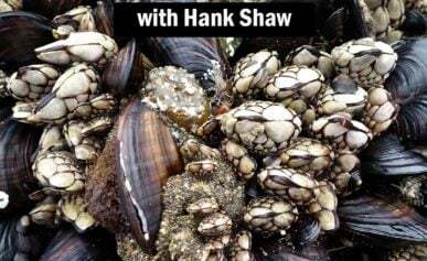 Hunt Gather Talk podcast art for seaside foraging episode.
