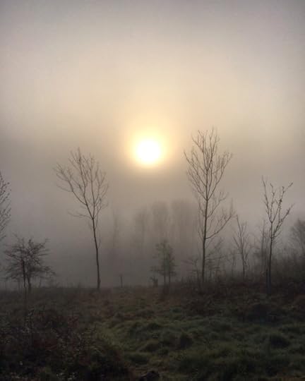 Misty woods during lockdown in Scotland.