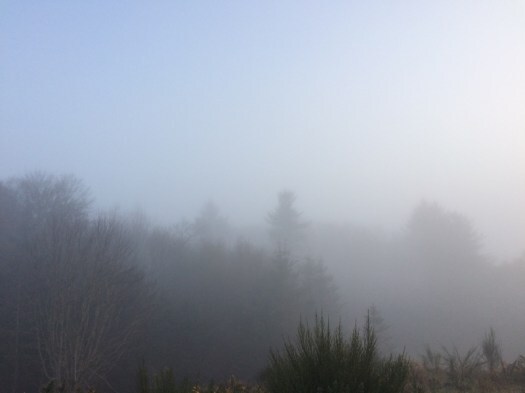 mists over trees