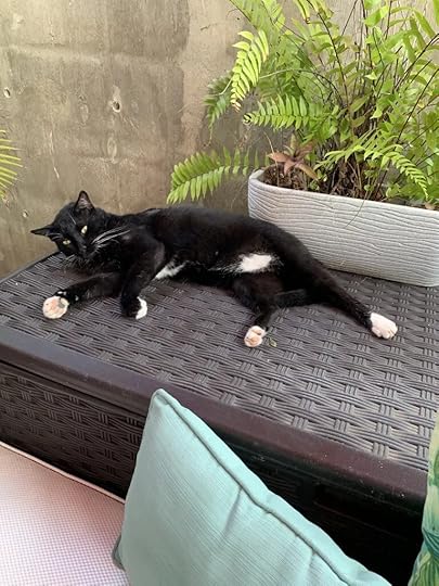 A black cat with white paws and underbelly stretches out on a wicker trunk outdoors.