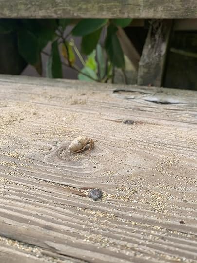 A tiny hermit crab inside of a small shell crosses wooden steps near a beach.