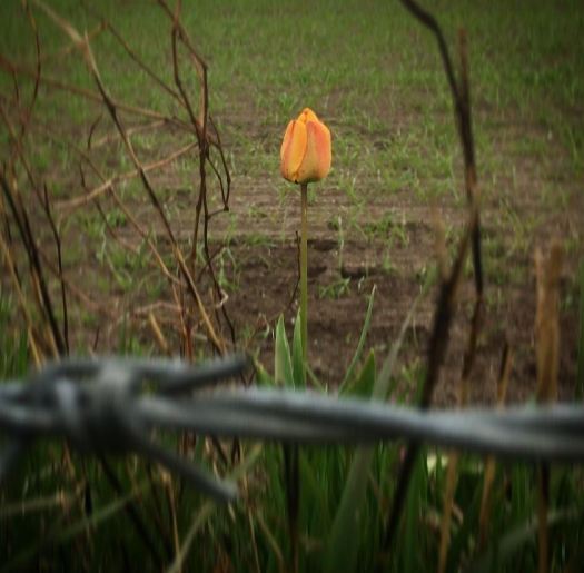 oorange tulip behind barbed wire