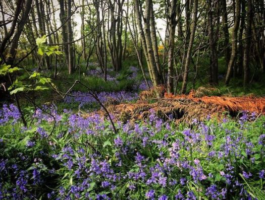 bluebells, small blue ball