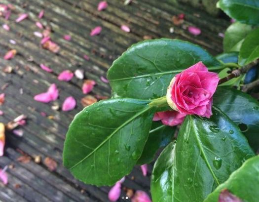 Camelia. Small blue ball.