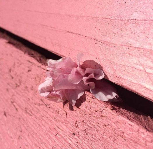 pink bench and blossom