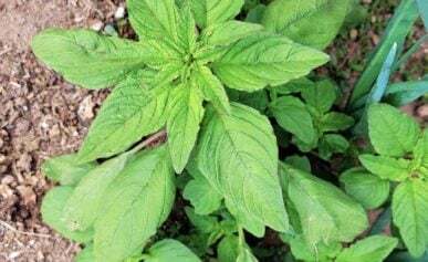 Common amaranth growing in the garden.