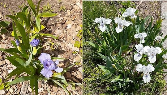 Two photos of irises: left iris has a blue flower and two buds; right iris has seven white-with-blue flowers and two buds.
