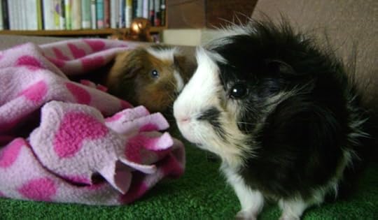 Peregrine and Finny, guinea pigs of Rachel E. Smith