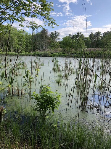 pond
