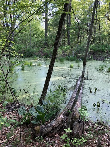 pond
