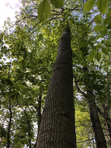 another view of the tree being gnawed