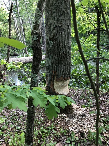 beaver gnaw