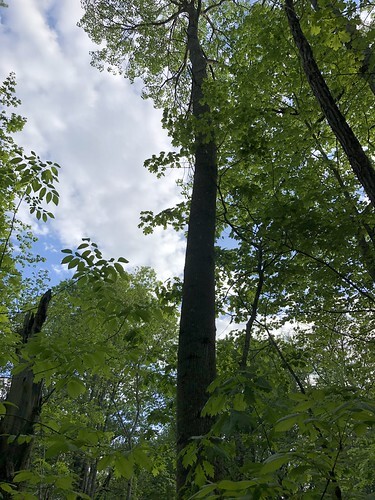 tree being gnawed