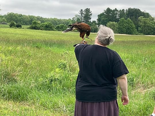 Harris's Hawk on my left (gloved) wrist, picking at his jesses. I am a silver haired larger woman in a black t-shirt and heathery purple skirt, standing in a large open field.