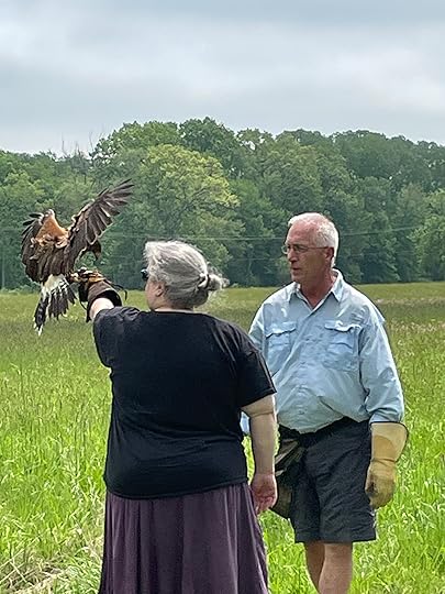 Harris's Hawk landing on my gloved arm, wings caught outstretched, body arcing to snag the food and land.