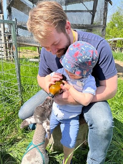 Feeding lambs