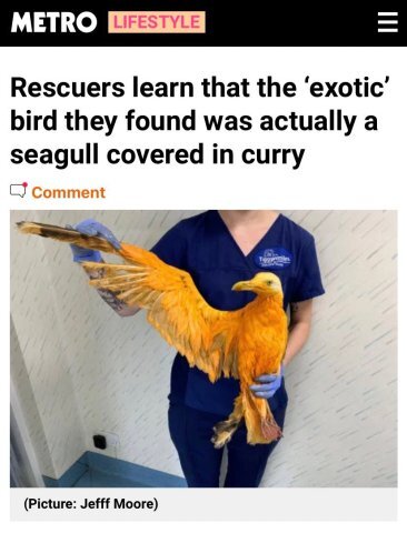 Curry-seagull