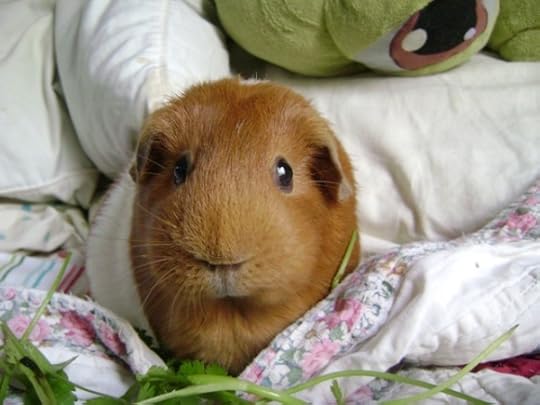 Pickles guinea pig of Rachel E. Smith