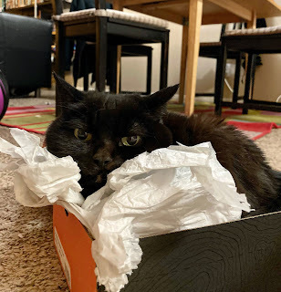 a small black cat huddles in a shoebox looking annoyed at the paparazzi's intrusion.