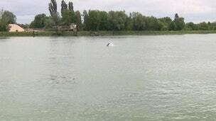 France to put down orca stranded in Seine river