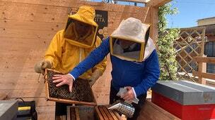 The fuzz with the buzz: How bees are helping Italy's Carabinieri police fight pollution