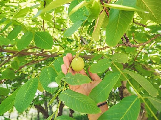 Kyrgyzstan walnut forest-walnut closeup