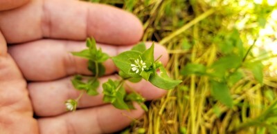 Chickweed in my garden