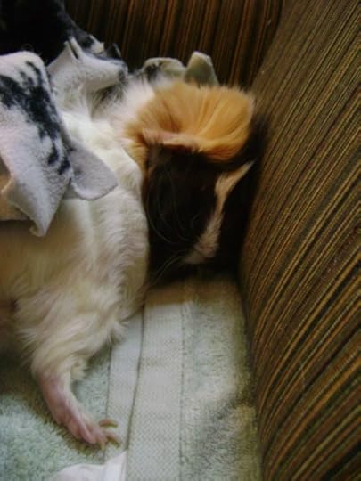 guinea pig Snuffy Rachel E Smith