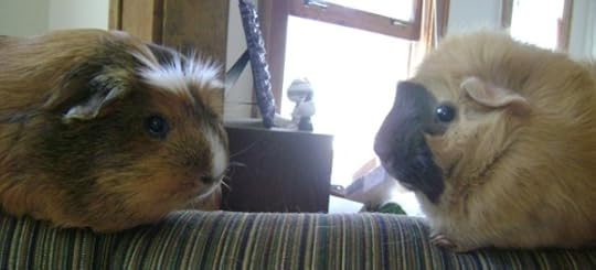 guinea pigs Peregrine Ozma