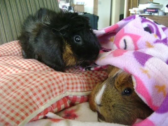 guinea pigs Merricat Peregrine