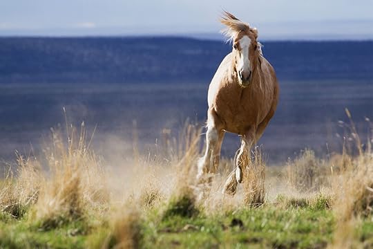 see wild horses in the US oregon