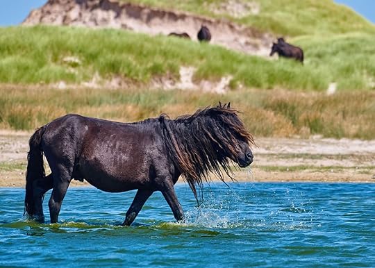 wild horses on sable island 