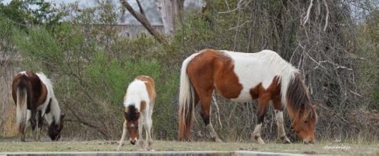 wild assateague horses