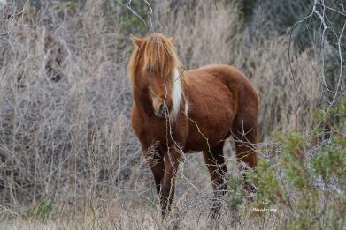 wild assateague horses