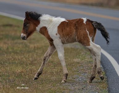wild assateague horses foal