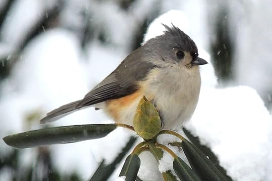 12 Winter Birds You Can Spot During the Cold Months