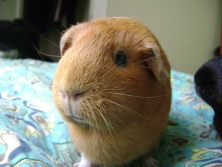 guinea pigs