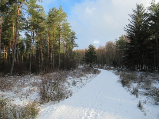 A snowy scene in Delgatie woods. Ailish Sinclair | Castles in the Snow