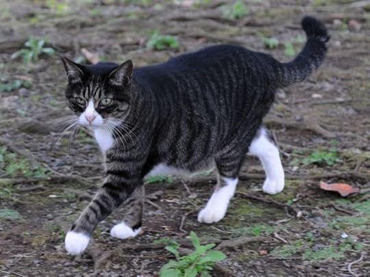 tabby with white belly | dark gray tabby she cat with white paws muzzle chest belly and black ... | Grey tabby cats, Tabby cat, Cats