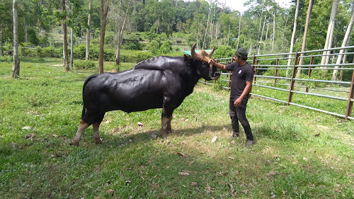 Seladang di Krau Wildlife Reserve Raub Pahang