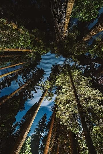 forest, nighttime, and sky image