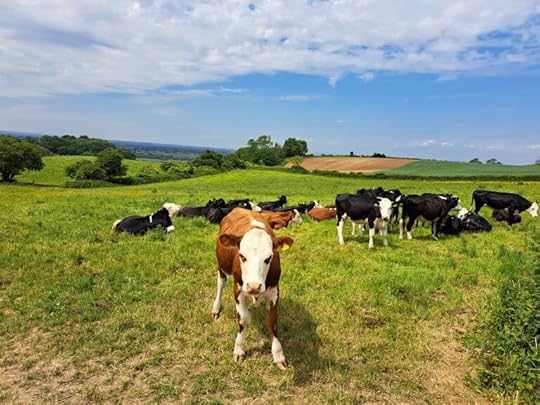 picture of cows in field