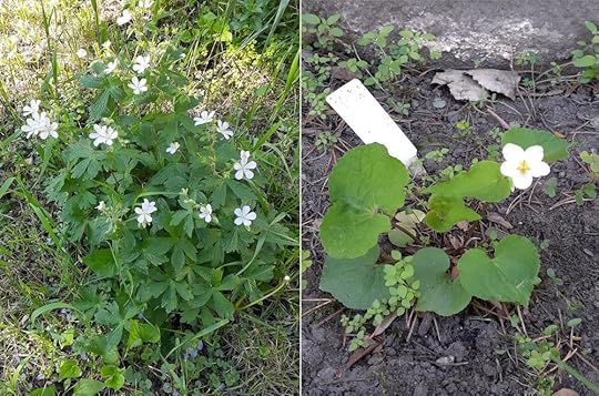 Two photos of plants with white flowers: a wild geranium on the left and a Canada violet on the right.