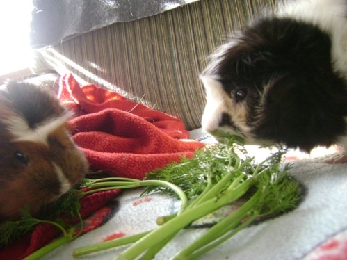 guinea pigs Rachel E Smith Peregrine Finny