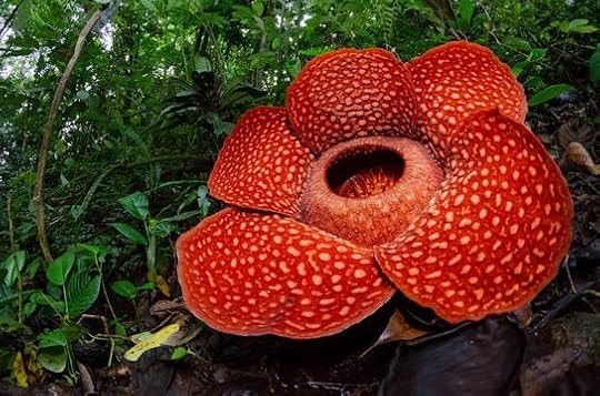 raflesia keithii