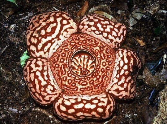 Raflesia Pricei