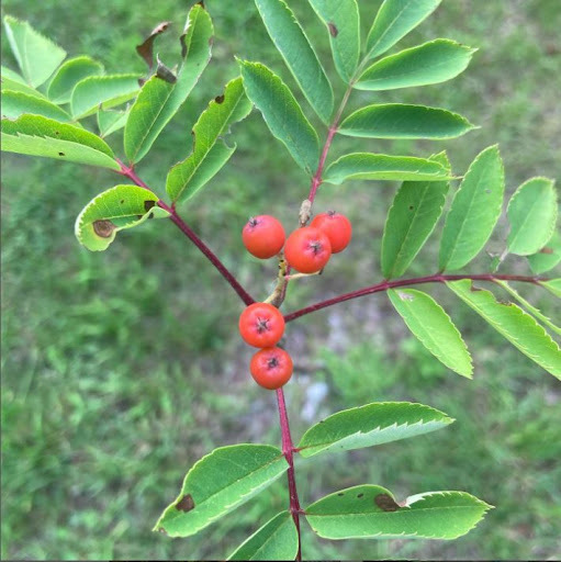 A picture of rowan, or mountain ash, with red berries